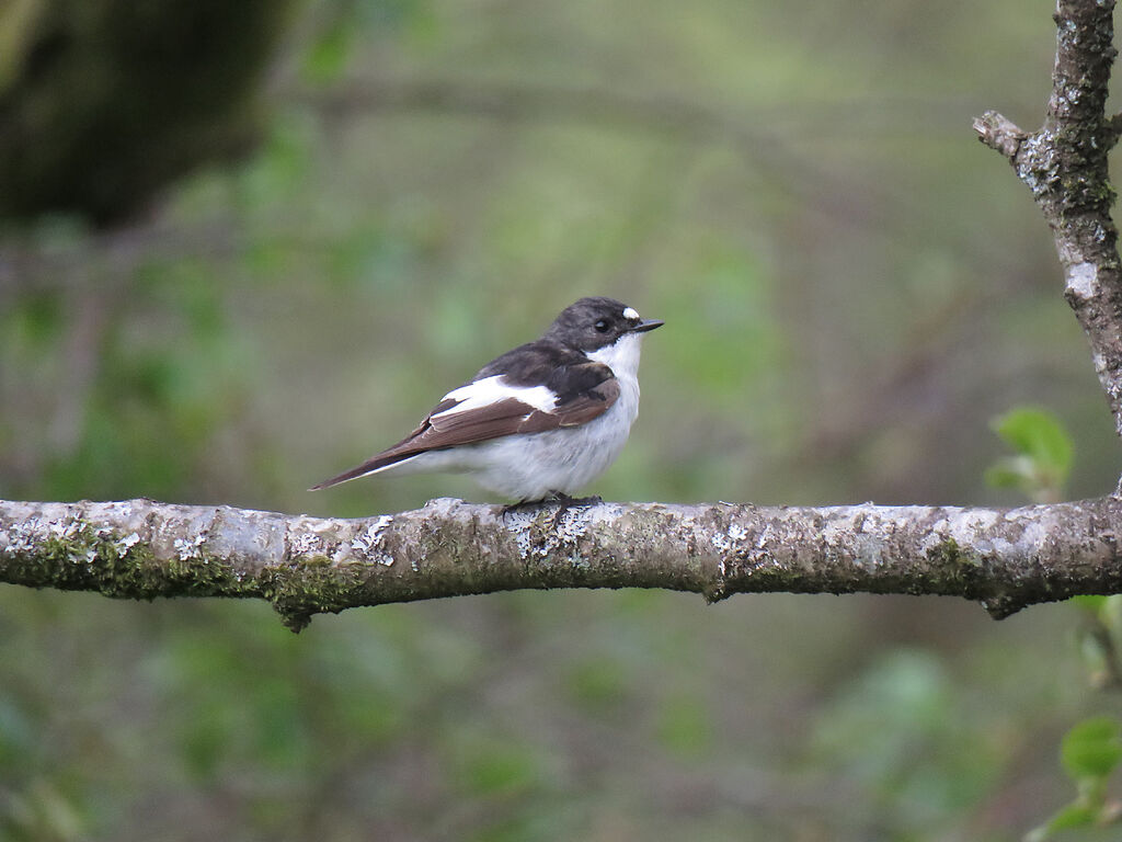 Gobemouche noir