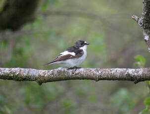 Gobemouche noir