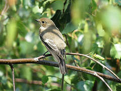 European Pied Flycatcher