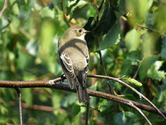 European Pied Flycatcher