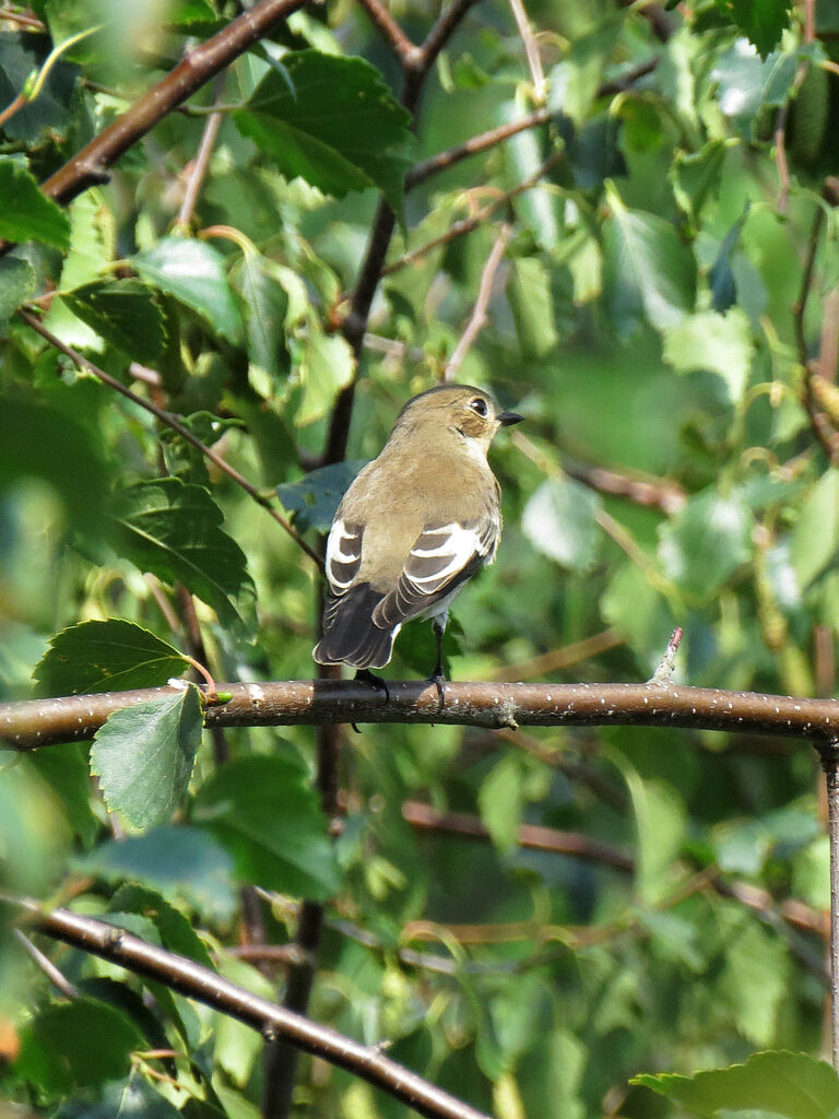 European Pied Flycatcher