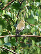 European Pied Flycatcher