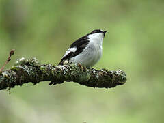 European Pied Flycatcher