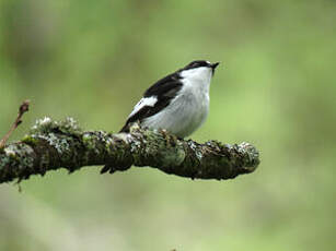 Gobemouche noir