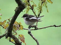 European Pied Flycatcher