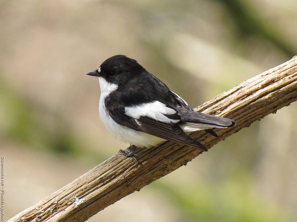 Gobemouche noir