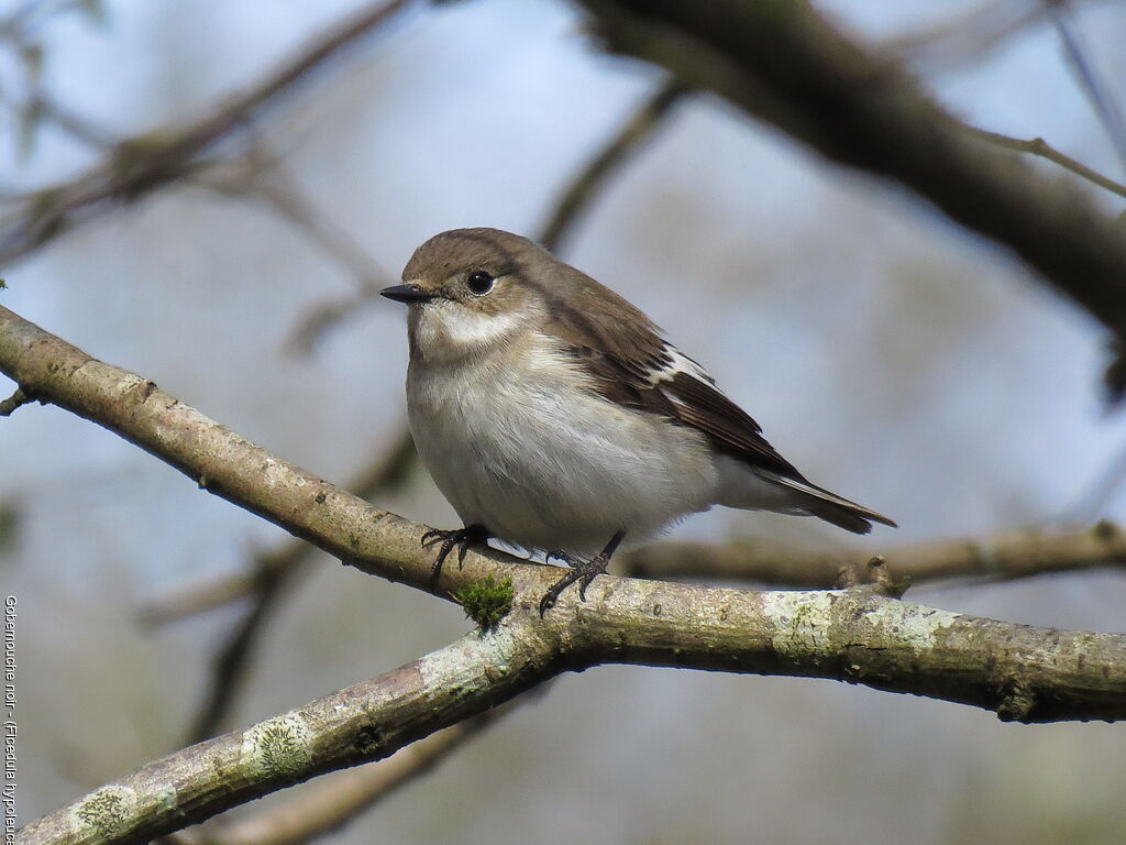 European Pied Flycatcher female