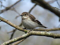 European Pied Flycatcher