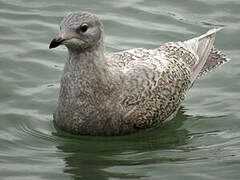 Iceland Gull