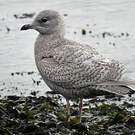Goéland à ailes blanches