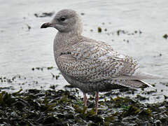 Iceland Gull