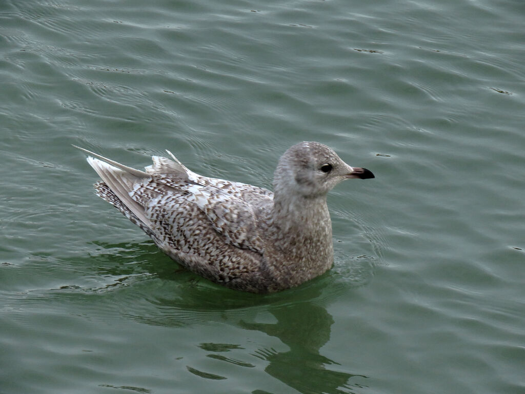 Iceland Gull