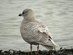 Goéland à ailes blanches