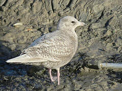 Iceland Gull