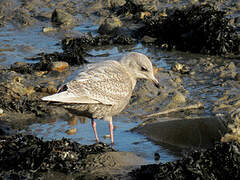 Iceland Gull