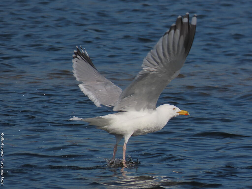 European Herring Gull