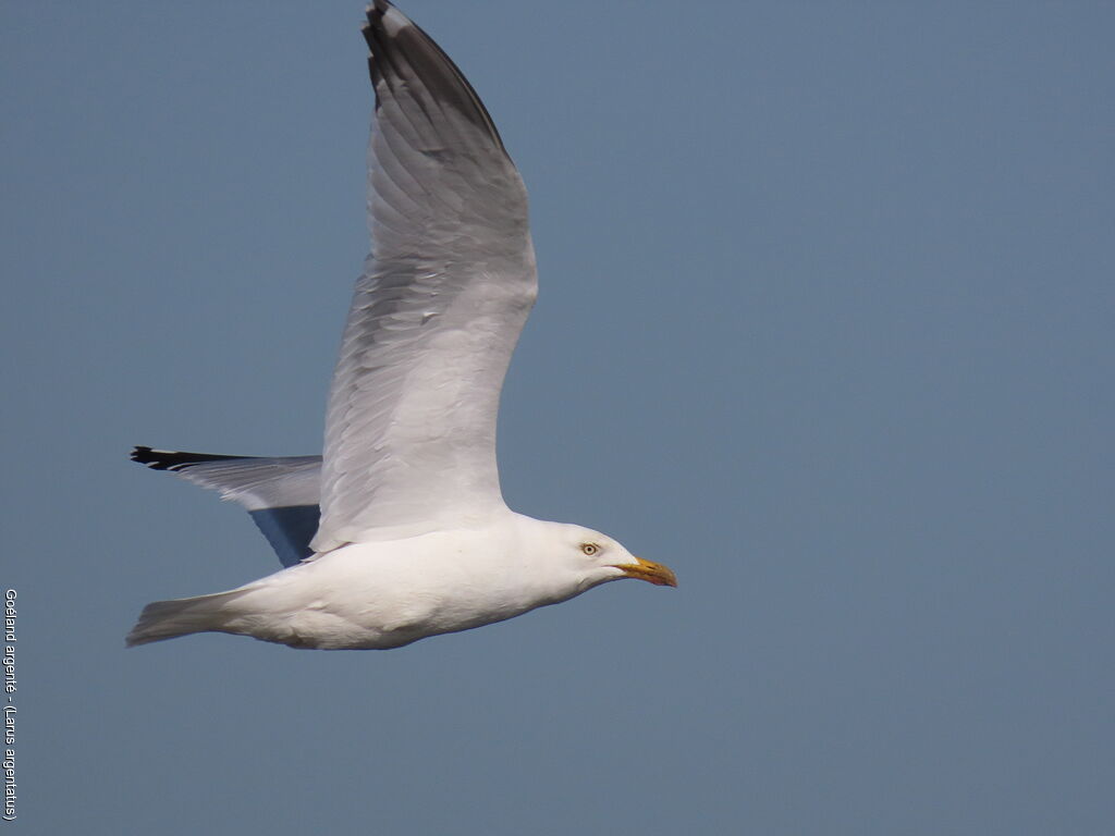European Herring Gull