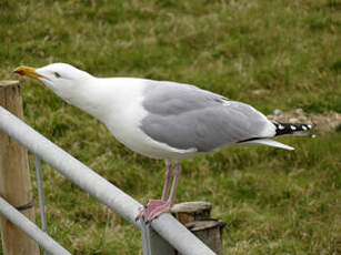 Goéland argenté