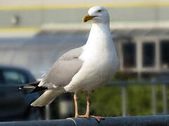 European Herring Gull