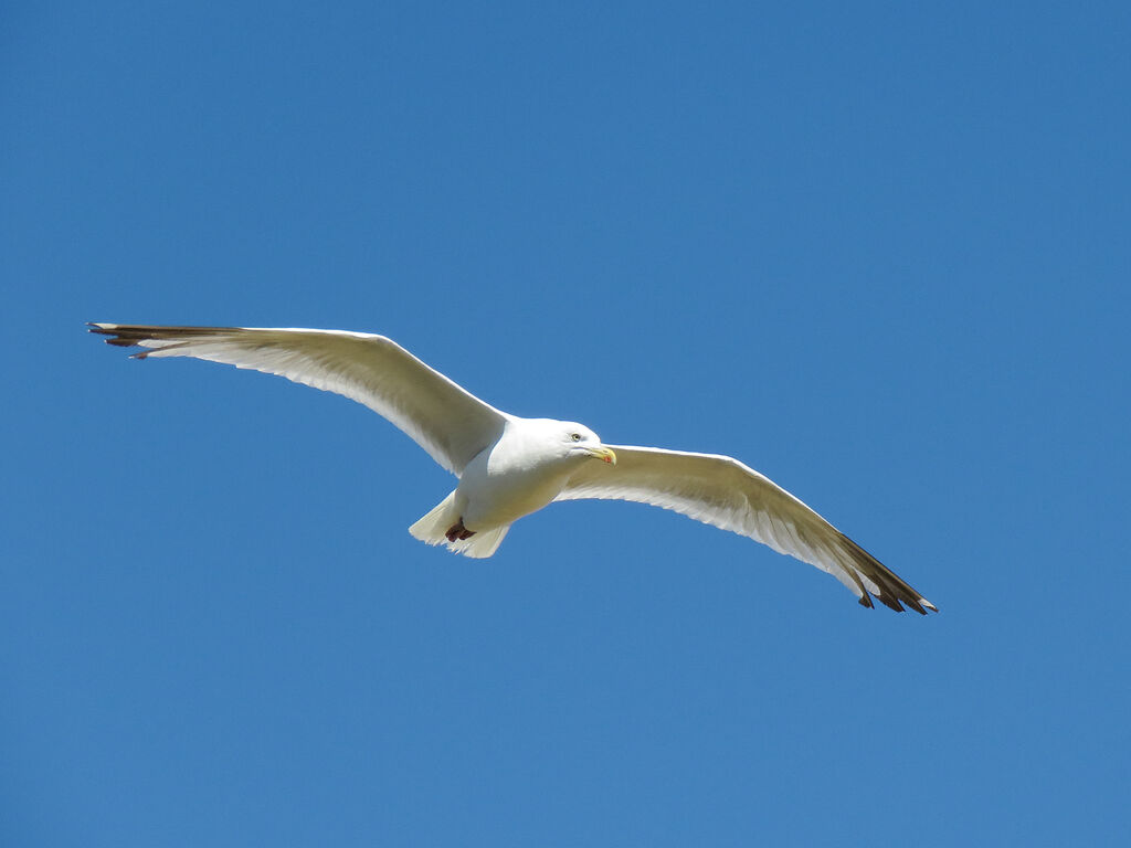 European Herring Gull