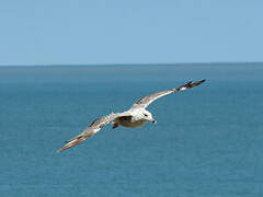 European Herring Gull