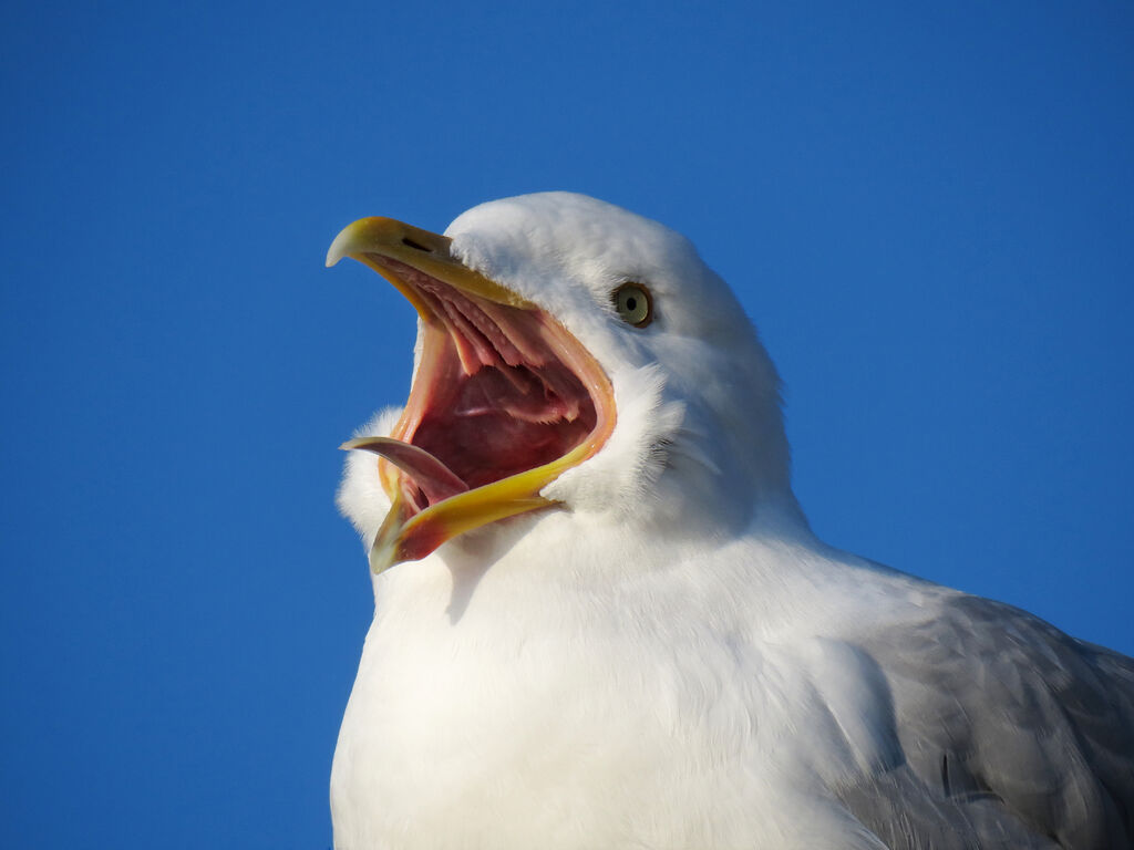 Goéland argenté