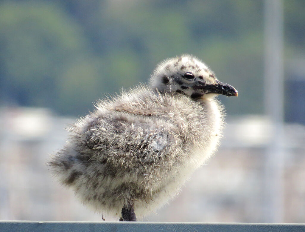 European Herring Gulljuvenile