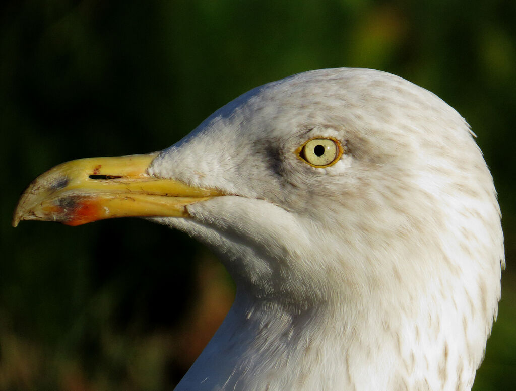 Goéland argenté, portrait