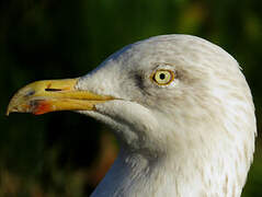 European Herring Gull