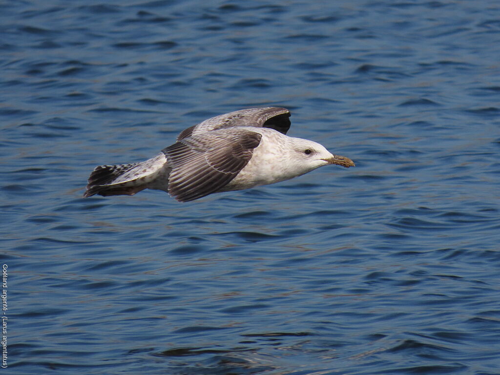 European Herring GullSecond year