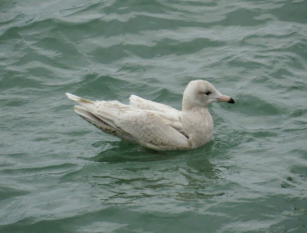 Glaucous Gull