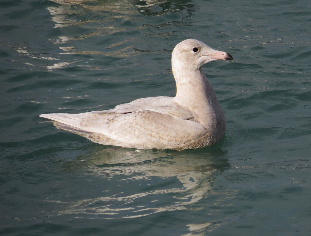 Glaucous Gull