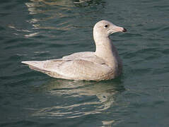 Glaucous Gull