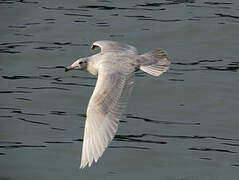 Glaucous Gull