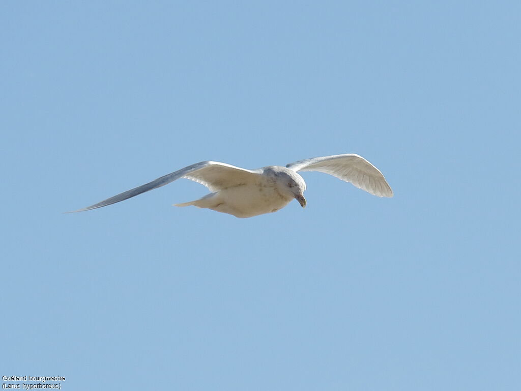 Glaucous Gull