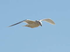 Glaucous Gull