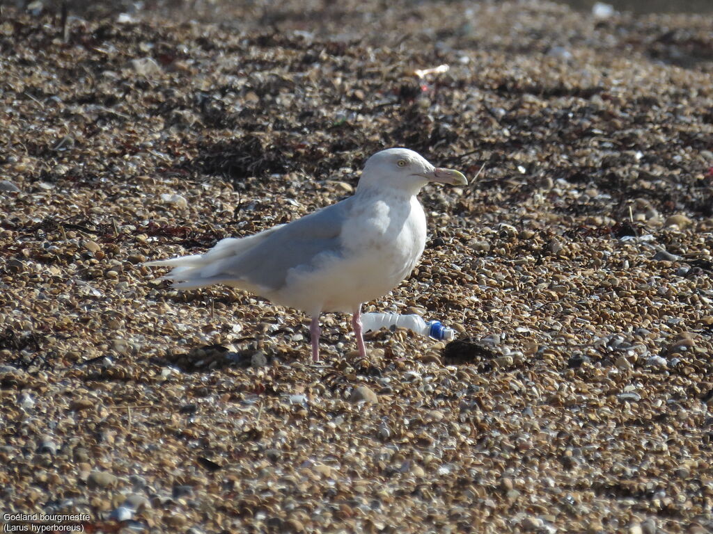 Glaucous Gull