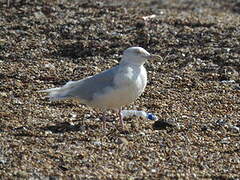 Glaucous Gull