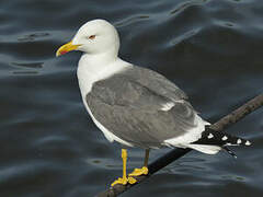 Lesser Black-backed Gull