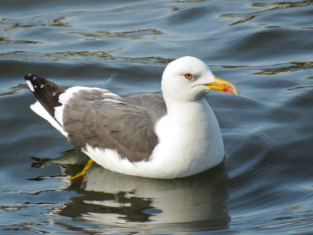 Lesser Black-backed Gull