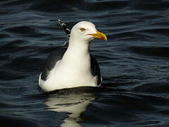 Lesser Black-backed Gull