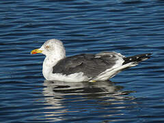 Lesser Black-backed Gull