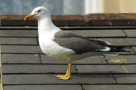 Lesser Black-backed Gull