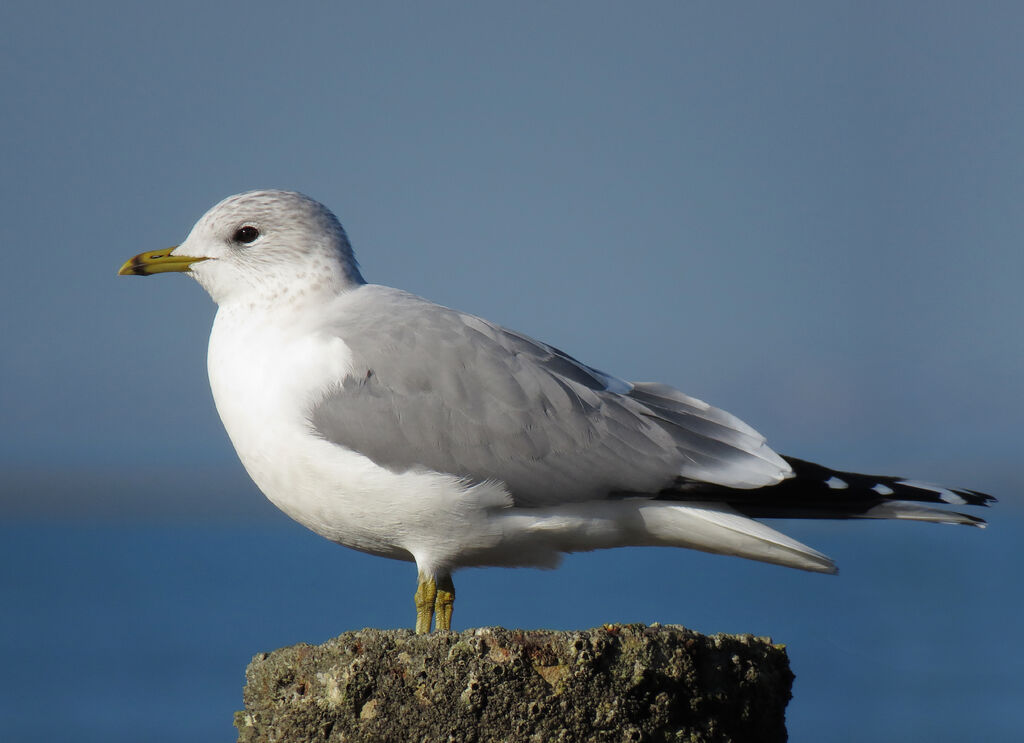 Mew Gull