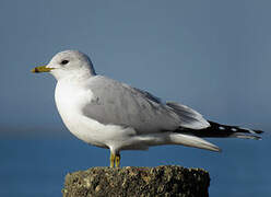 Common Gull