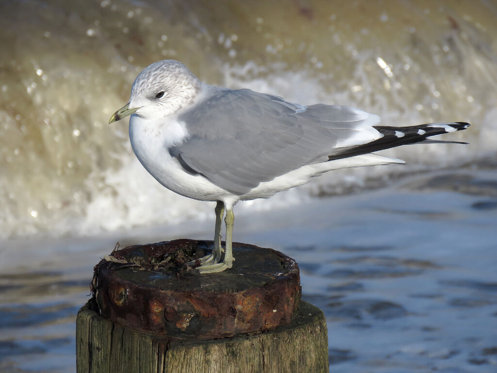 Common Gull