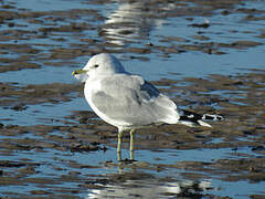 Mew Gull