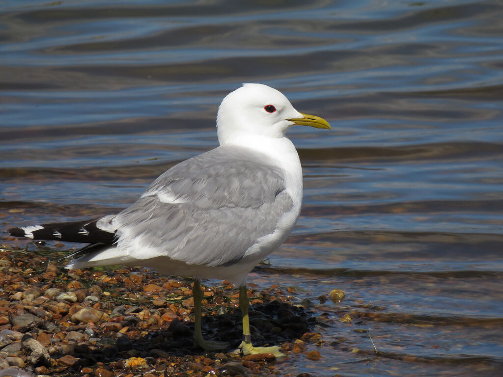 Common Gull