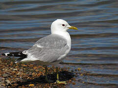 Mew Gull