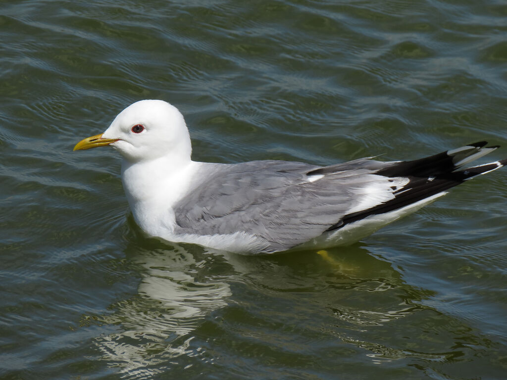 Mew Gull